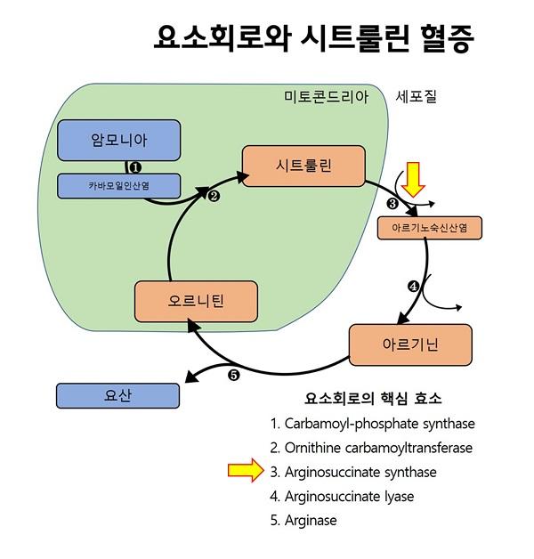요소회로와 시트룰린 혈증 그림. 미토콘드리아 안의 암모니아가 카바모일인산염을 만나 시트룰린이 된다. 세포질 층에서 아르기노숙신산염이 되고 아르기닌을 만나 일부분은 요산이 되고 다른 일부분은 미토콘드리아 안에서 오르니틴이 된다.