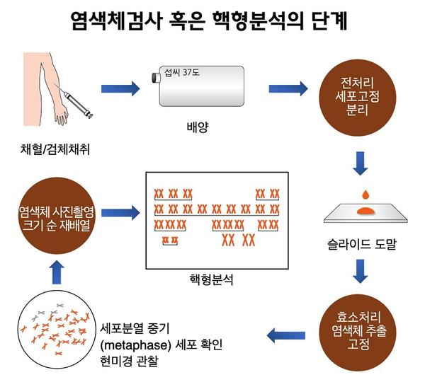염색체검사 혹은 핵형분석의 단계 그림-채혈/검체채취-(섭씨 37도)배양-전처리 세포고정 분리-슬라이드 도말-효소처리 염색체 추출 고정-세포분열 중기(metaphase) 세포 확인 현미경 관찰-염색체 사진촬영 크기 순 재배열-핵형분석