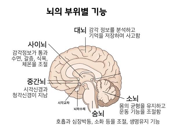 뇌의 부위별 기능 그림: 대뇌는 감각 정보를 분석하고 기억을 저장하며 사고함, 사이뇌는 감각정보가 통과수면, 갈증, 식욕, 체온을 조절, 중간뇌는 시각신경과 청각신경이 지남, 숨뇌는 호흡과 심장박동, 소화 등을 조절, 생명유지 기능, 소뇌는 몸의 균형을 유지하고 운동 기능을 조절함, 그 외 시각교차, 뇌하수체 등이 있음.