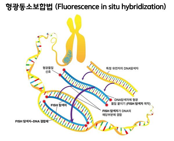 형광동소보합법(Fluorescence in situ hybridization) 그림