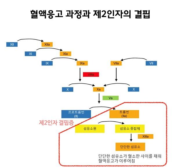 혈액응고 과정과 제2인자의 결핍 그림-단단한 섬유소가 혈소판 사이를 채워 혈액응고가 이루어짐