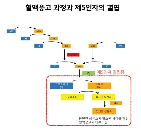 혈액응고 과정과 제5인자의 결핍 그림-단단한 섬유소가 혈소판 사이를 채워 혈액응고가 이루어짐