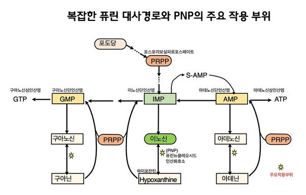 복잡한 퓨린 대사경로와 PNP의 주요 작용 부위 그림