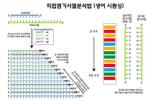 직접염기서열분석법(생어 시퀀싱) 그림-1.산소가 하나 더 부족하여 더 이상의 DNA 복제가 안됩, 2.다양하게 잘린 DNA 조각들을 크기 순서대로 나열, 3.마지막 뉴클레오타이드를 큰 조각부터 작은 조각쪽으로 순서대로 읽어감, 4.읽은 염기서열을 기반으로 원래 DNA 사슬의 염기서열을 환산