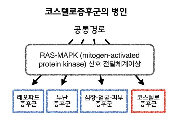 코스텔로증후군의 병인 그림-공통경로 통해RAS-MAPK(mitogen-activated protein kinase) 신호전달체계이상으로 레오파드증후군,누난증후군,심장-얼굴-피부증후군,코스텔로증후군