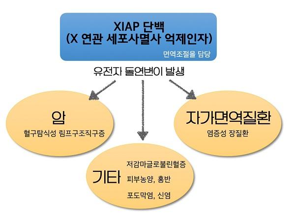 X-연관 세포사멸사 억제인자 결핍 그림-XIAP 단백(X 연관 세포사멸사 억제인자)면역조절 담당에서 유전자 돌연변이 발생-암(혈구탐식성 림프구조직구증),자가면역질환(염증성 장질환),기타(저감마글로불린혈증, 피부농양, 홍반, 포도막염, 신염)