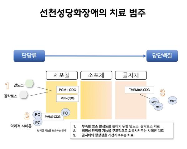 선천성당화장애의 치료 범주 그림