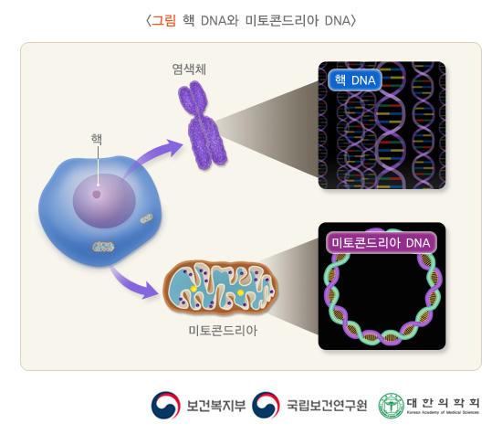 핵 DNA와 미토콘드리아 DNA