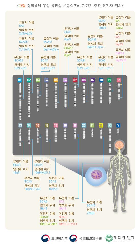 상염색체 우성 유전성 운동실조의 유전자의 위치