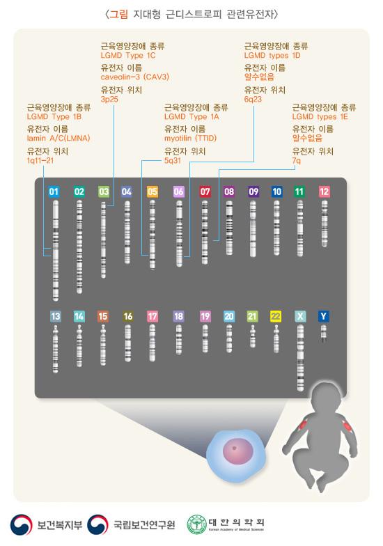 지대형 근디스트로피 관련 유전자