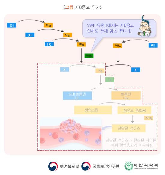 그림. 제8응고 인자. XII > XIIa. XI>XIa. IX>IXa + VIIIa(VWF 유형 I에서는 제8응고인자도 함께 감소됩니다.) + X> Xa. VII>VIIa + Tissue factor. X>Xa. Xa 이후로 공통경로 기능 이상 과정. Xa+Va. 프로트롬빈(II) > 트롬빈(IIa). 섬유소원 > 섬유소중합체(XIIIa) > 단단한 섬유소. 단단한 섬유소가 혈소판 사이를 채워 혈액응고가 이루어짐. 보건복지부, 국립보건연구원, 대한의학회