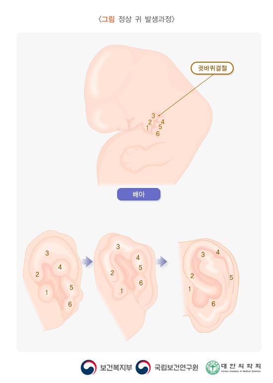 정상 귀 발생과정