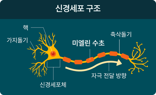 신경세포 구조, 가지돌기, 핵, 신경세포체, 미엘린 수초, 축삭돌기