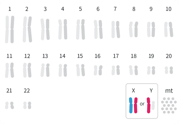 100% X 염색체 열성