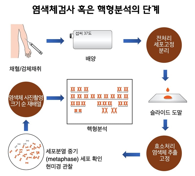 염색체검사 혹은 핵형분석의 단계: 채혈/검체채취 후 배양, 전처리 세포고정 분리, 슬라이드 도말, 효소처리 염색체 추출 고정, 세포분열 중기(metaphase) 세포 확인 현미경 관찰, 염색체 사진촬영 크기 순 재배열, 핵형분석