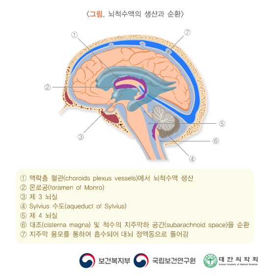 뇌척수액의 생산과 순환