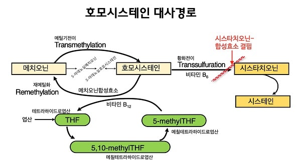 호모시스테인 대사경로 그림. 메치오닌에서 S-아데노실메치오닌, S-아데노실호모시스테인 , 호모시스테인으로 메틸기전이가 되고. 호모시스테인에서 메치오닌합성효소에 의해 메치오닌으로 재메틸화가 된다. 호모시스테인이 비타민B6로 인해 황화전이를 일으켜 시스타치오닌이 되고 시스테인이 된다. 황화전이가 일어나 시스타치오닌이 되기 전에 시스타치오닌-합성효소 결핍이 있을 수 있다. 5,10-methylTHF(메칠테트라하이드로엽산)에서 5-methylTHF(메칠테트라하이드로엽산)이 된다. 이후에 비타민B12과 엽산이 추가되어 THF(테트라하이드로엽산)이 되고 다시 5,10-methylTHF(메칠테트라하이드로엽산)이 되는 순환구조이다.