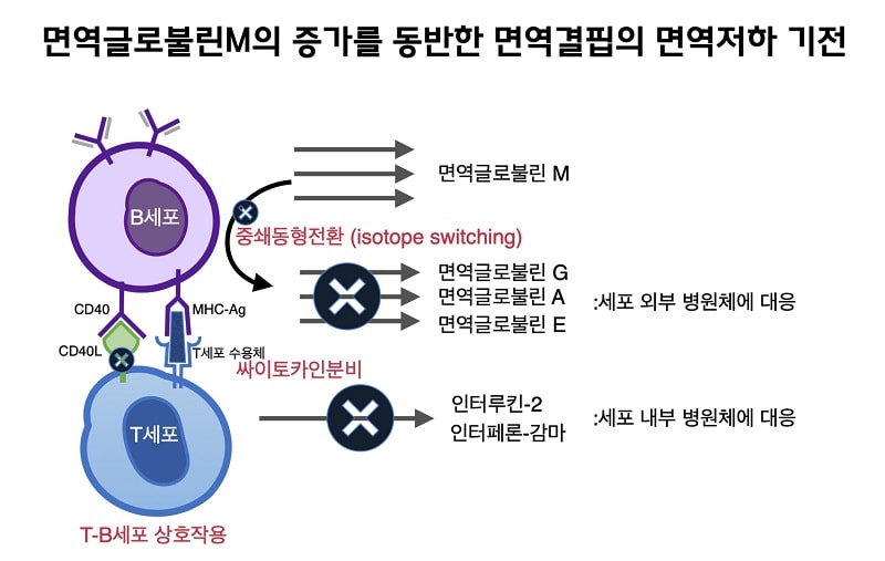 면역글로불린M의 증가를 동반하는 면역결핍의 면역저하 기전 그림