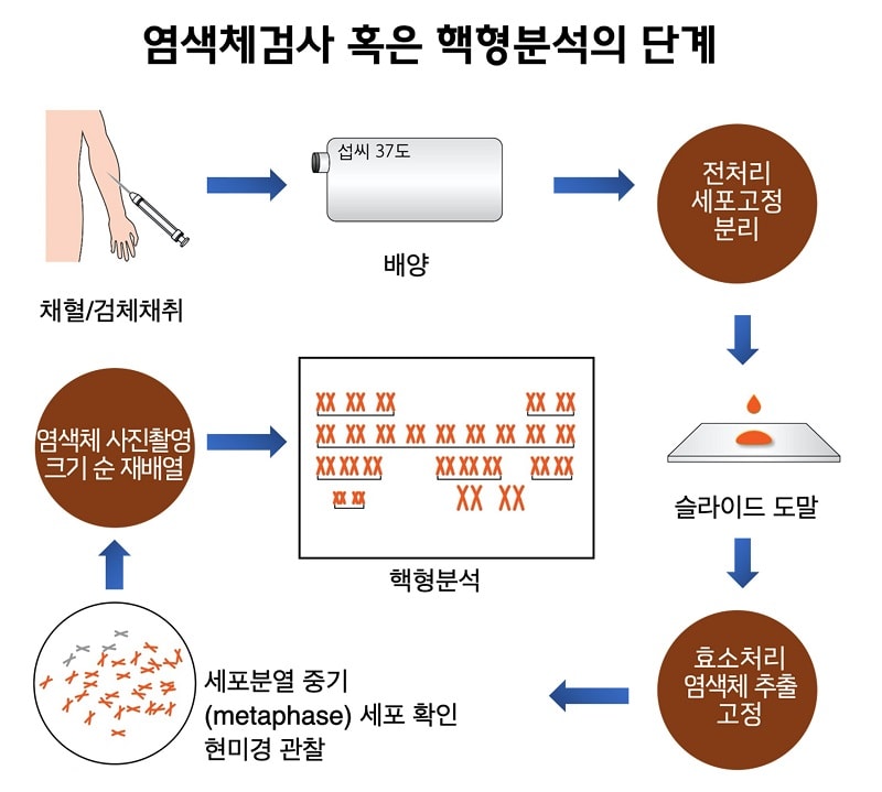 염색체검사 혹은 핵형분석의 단계 그림-채혈/검체채취-(섭씨 37도)배양-전처리 세포고정 분리-슬라이드 도말-효소처리 염색체 추출 고정-세포분열 중기(metaphase) 세포 확인 현미경 관찰-염색체 사진촬영 크기 순 재배열-핵형분석