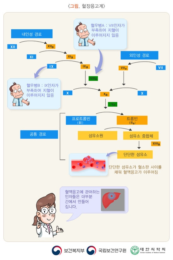 그림. 혈장응고계. 내인성경로. XII > XIIa. XI>XIa. IX(혈우병B:IX인자가 부족하여 지혈이 이루어지지 않음)>IXa. > VIIIa(혈우병A:VIII인자가 부족하여 지혈이 이루어지지 않음). X> Xa. 외인성경로. VII>VIIa. X>Xa. Xa 이후로 공통경로. Xa+Va. 프로트롬빈(II) > 트롬빈(IIa). 섬유소원 > 섬유소중합체(XIIIa) > 단단한 섬유소. 단단한 섬유소가 혈소판 사이를 채워 혈액응고가 이루어짐. 혈액응고에 관여하는 인자들은 대부분 간에서 만들어집니다. 보건복지부, 국립보건연구원, 대한의학회