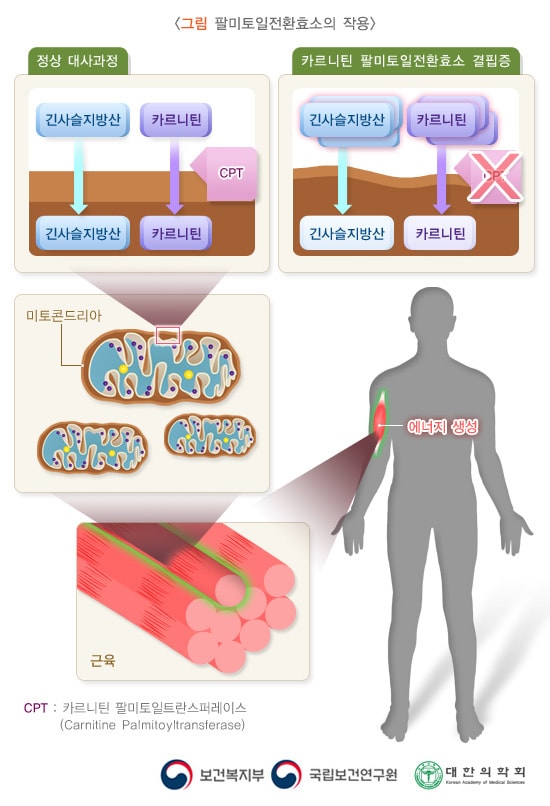 팔마토일전환효소의 작용