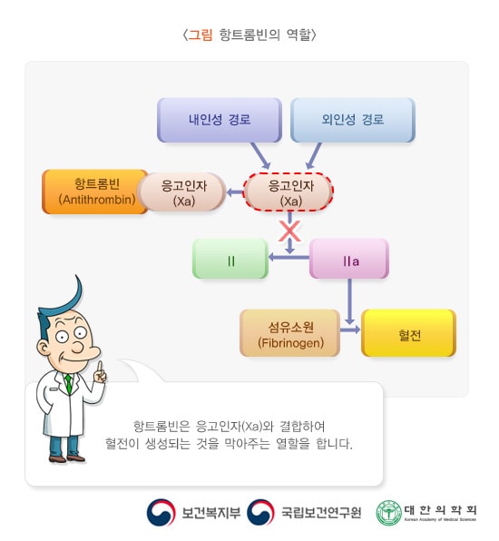 항트롬빈의 역할