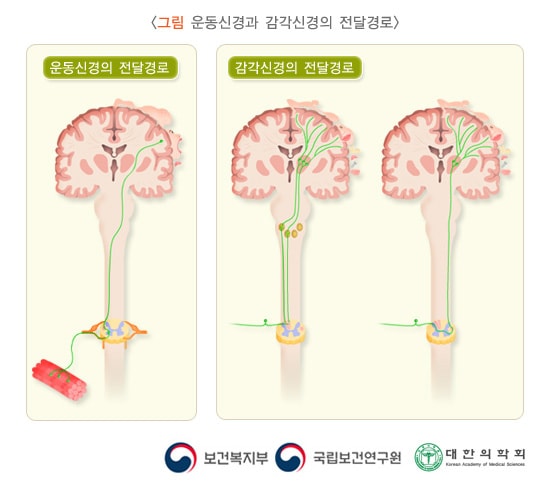 운동신경과 감각신경의 전달경로