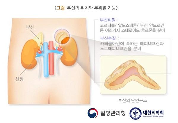 부신의 위치와 부위별 기능 그림-부신의 단면 구조 부신피질:코르티솔/알도스테론/부신 안드로겐등 여러가지 스테로이드 호르몬을 분비,부신수질:카테콜아민에 속하는 에피네프린과 노르에피네프린을 분비
