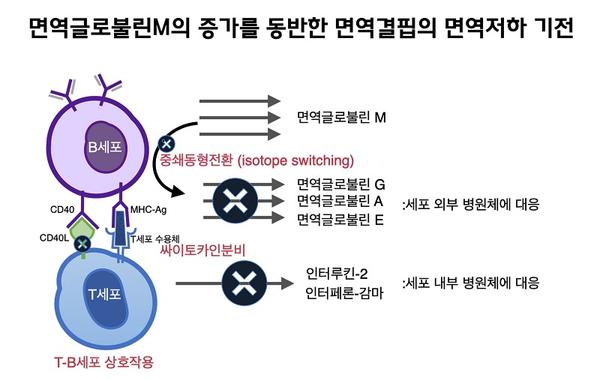 면역글로불린M의 증가를 동반하는 면역결핍의 면역저하 기전 그림