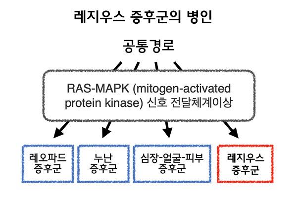 레지우스 증후군의 병인 그림. 공통경로 RAS-MAPK (mitogen-activated protein kinase) 신호 전달체계이상. 레오파드 증후군, 누난 증후군, 심장-얼굴-피부 증후군, 레지우스 증후군