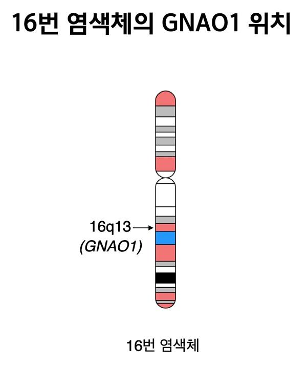 16번 염색체의 GNAO1위치 그림-16q13(GNAO01) 16번 염색체