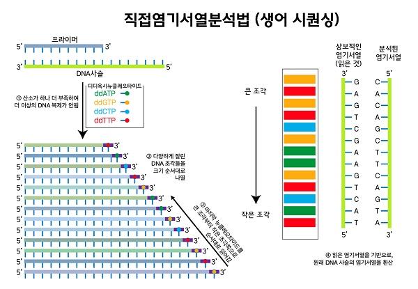직접염기서열분석법(생어 시퀀싱) 그림-1.산소가 하나 더 부족하여 더 이상의 DNA 복제가 안됩, 2.다양하게 잘린 DNA 조각들을 크기 순서대로 나열, 3.마지막 뉴클레오타이드를 큰 조각부터 작은 조각쪽으로 순서대로 읽어감, 4.읽은 염기서열을 기반으로 원래 DNA 사슬의 염기서열을 환산