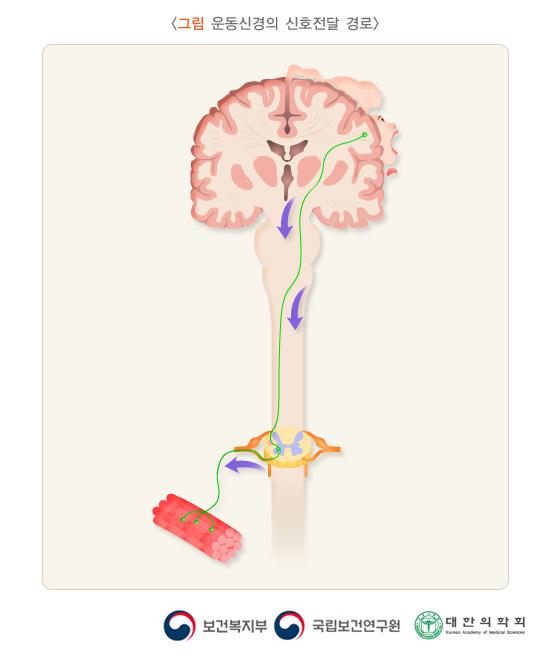 운동신경의 신호전달 경로