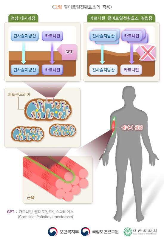 팔마토일전환효소의 작용