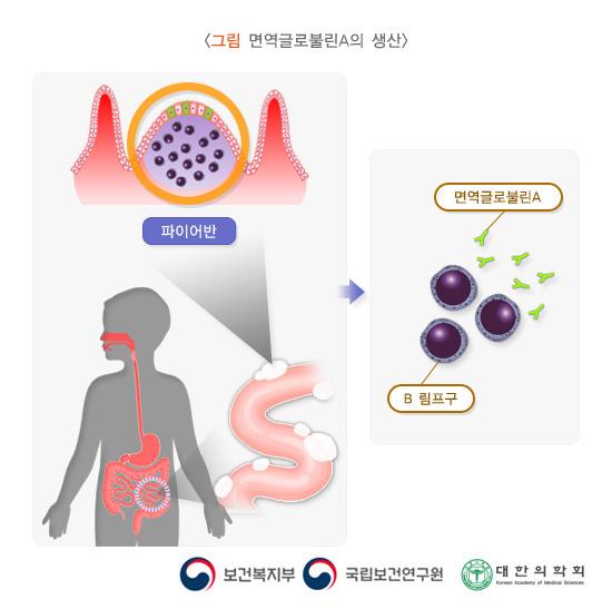 면역글로불린A의 생산