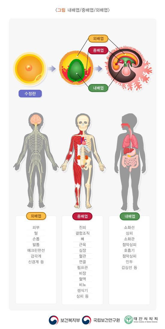 외배엽:피부,털,손톱,발톱,에크린한선,감각계,신경계 등/중배엽:진피,결합조직,뼈,근육,심장,혈관,연골,림프관,비장,혈액,비뇨,생식기,상피 등/내배엽:소화선,상피,소화관,점막상피,호흡기,점막상피,인두,갑상선 등